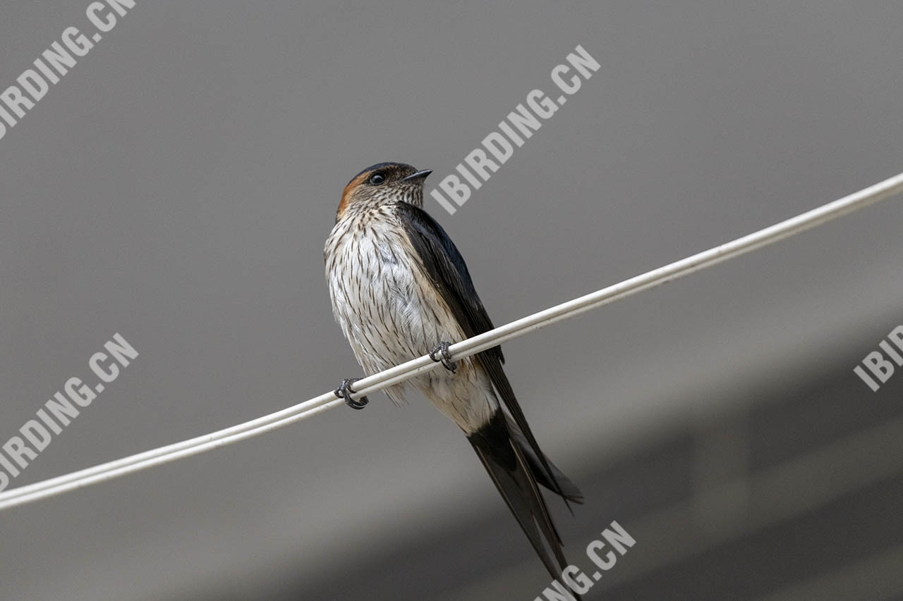 金腰燕 Red-rumped Swallow