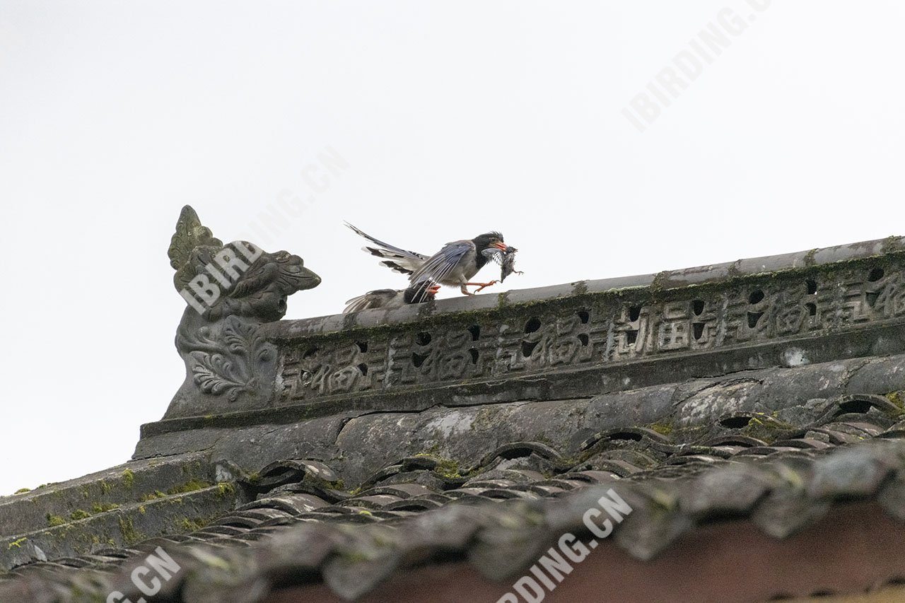 红嘴蓝鹊 Red-billed Blue Magpie