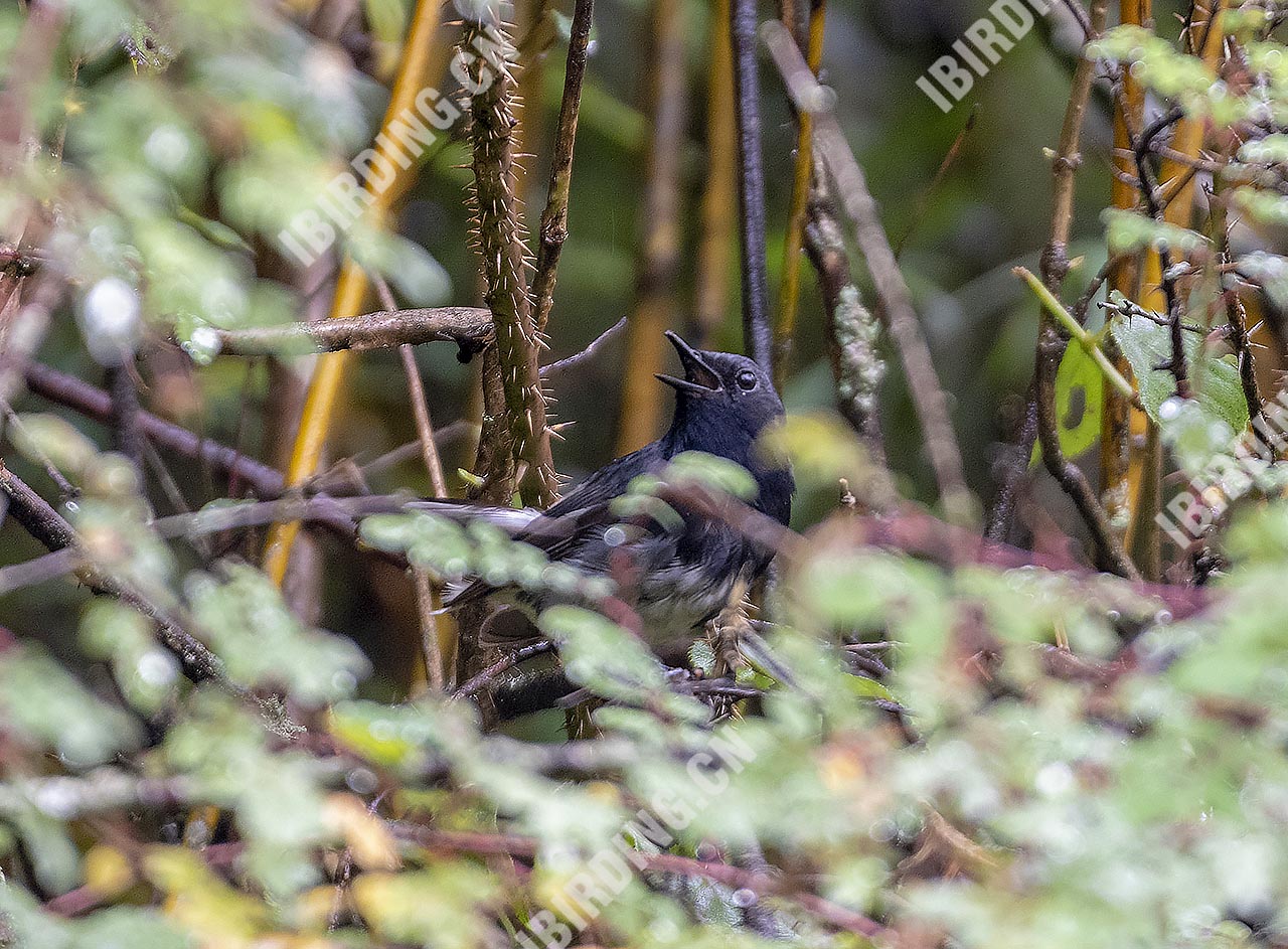 黑喉歌鸲 Blackthroated