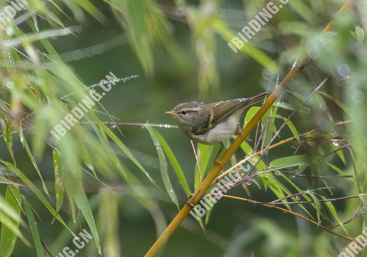 冠纹柳莺 Blyth's Leaf-Warbler