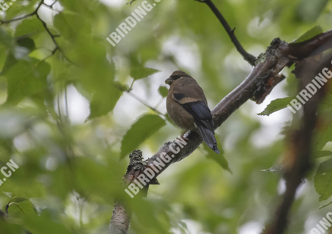 灰头灰雀 Grey-headed Bullfinch