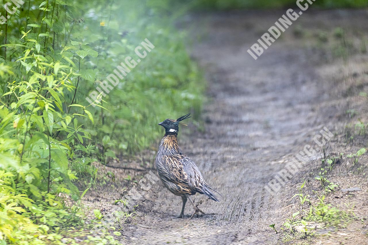 勺鸡 Yellow-necked koklass pheasa