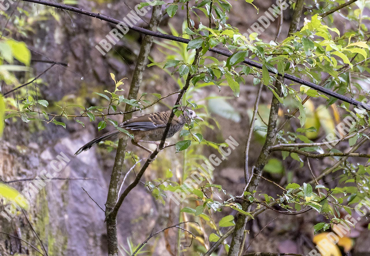 斑背噪鹛 Barred Laughingthrush