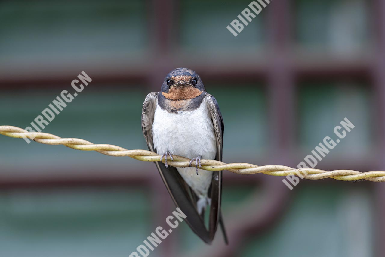 家燕 Barn Swallow