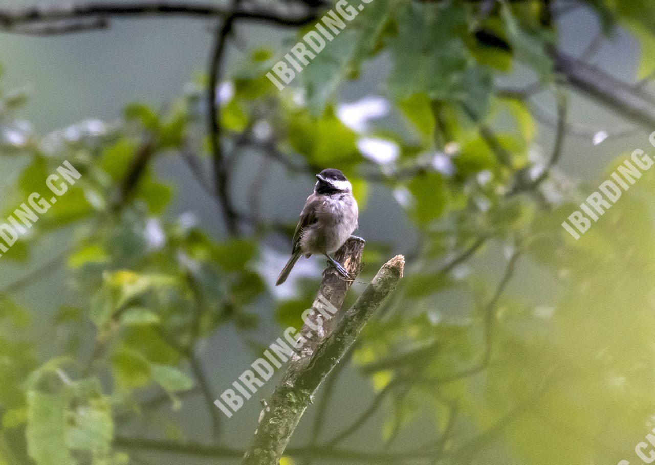 褐头山雀 Willow Tit