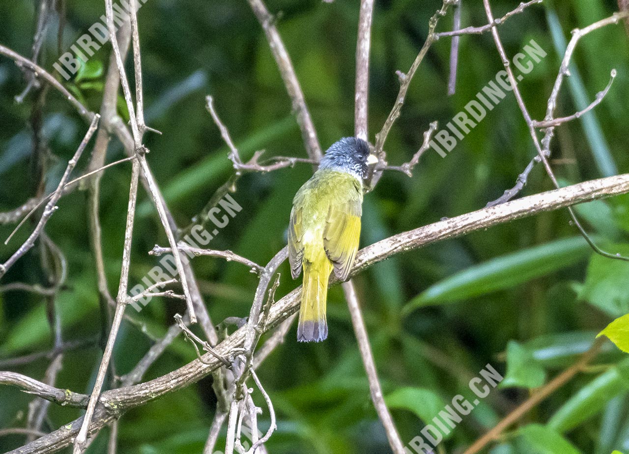 领雀嘴鹎 Collared Finchbill