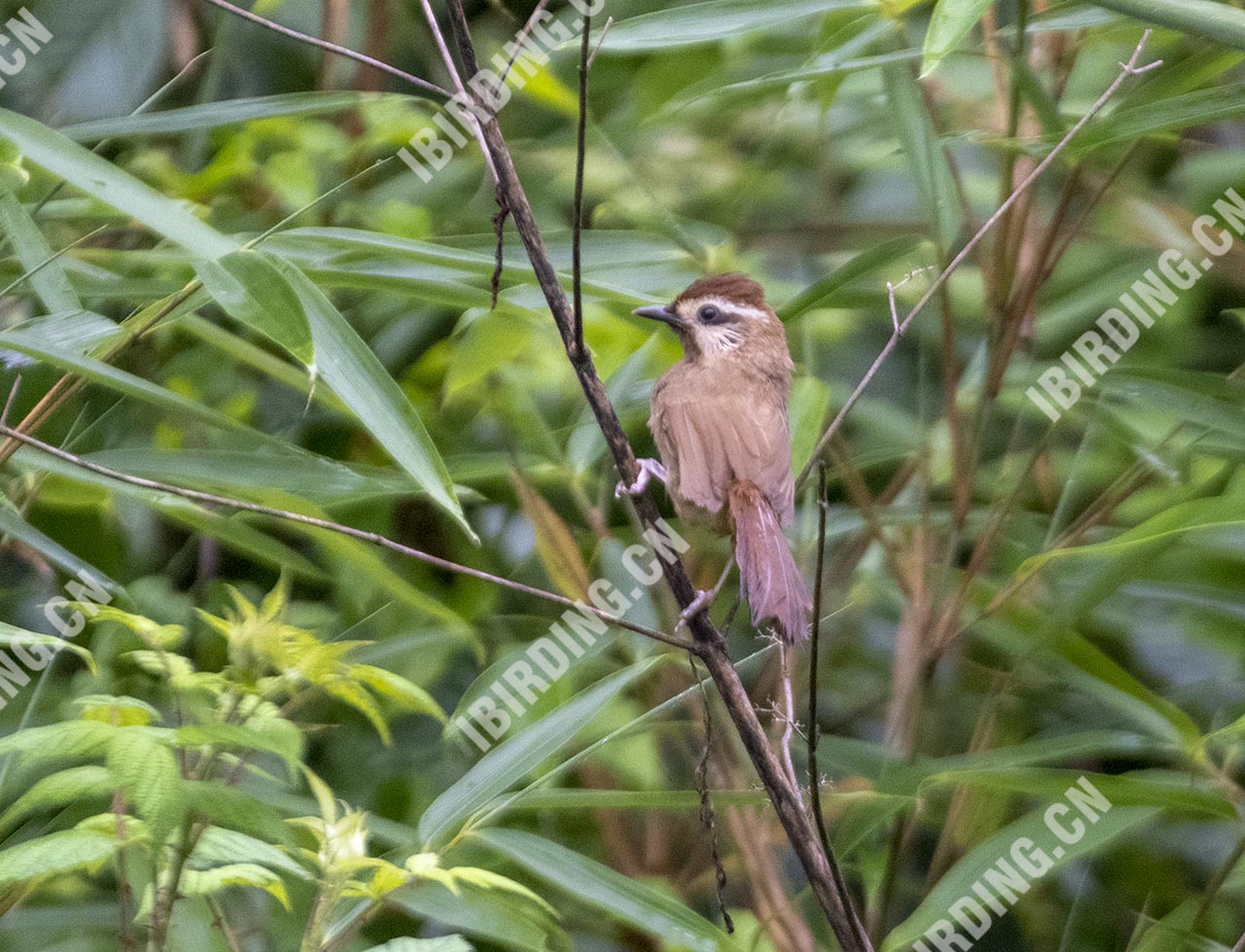 白颊噪鹛 White-browed Laughingthrush