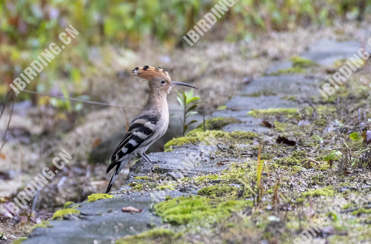 戴胜 Eurasian Hoopoe