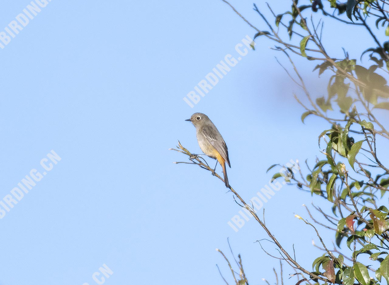 蓝额红尾鸲 Blue-fronted Redstart