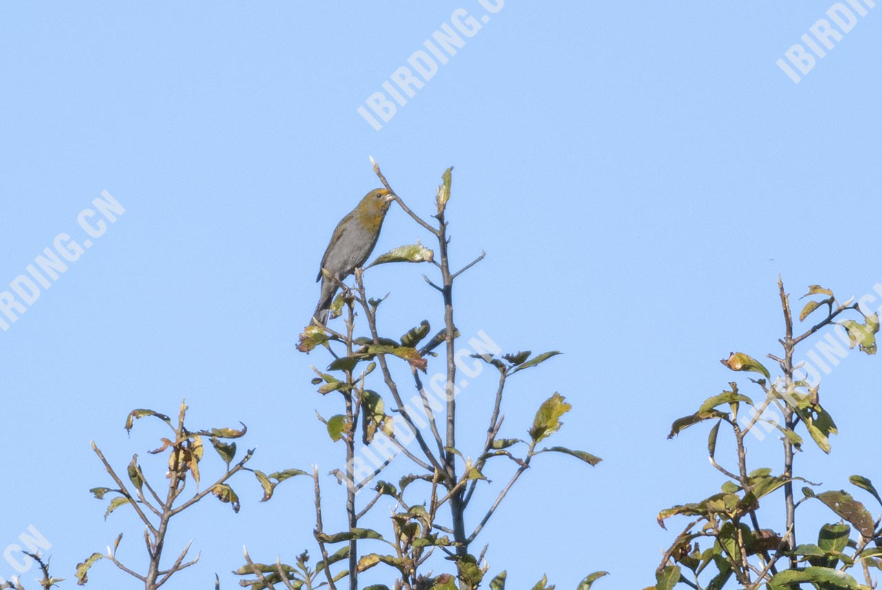 红眉松雀 Crimson-browed Finch