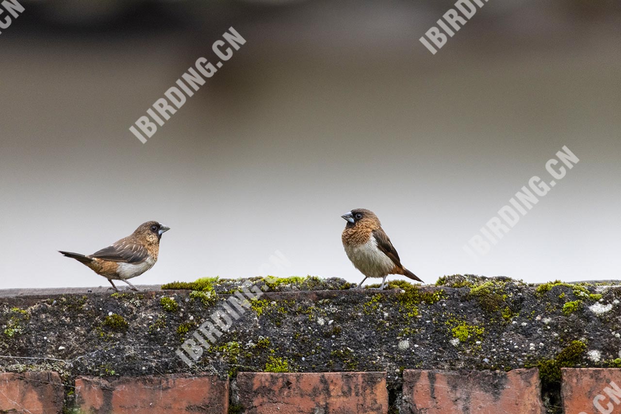 白腰文鸟 White-rumped Munia