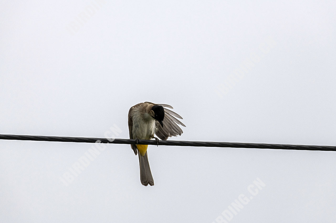 黄臀鹎 Brown-breasted Bulbul