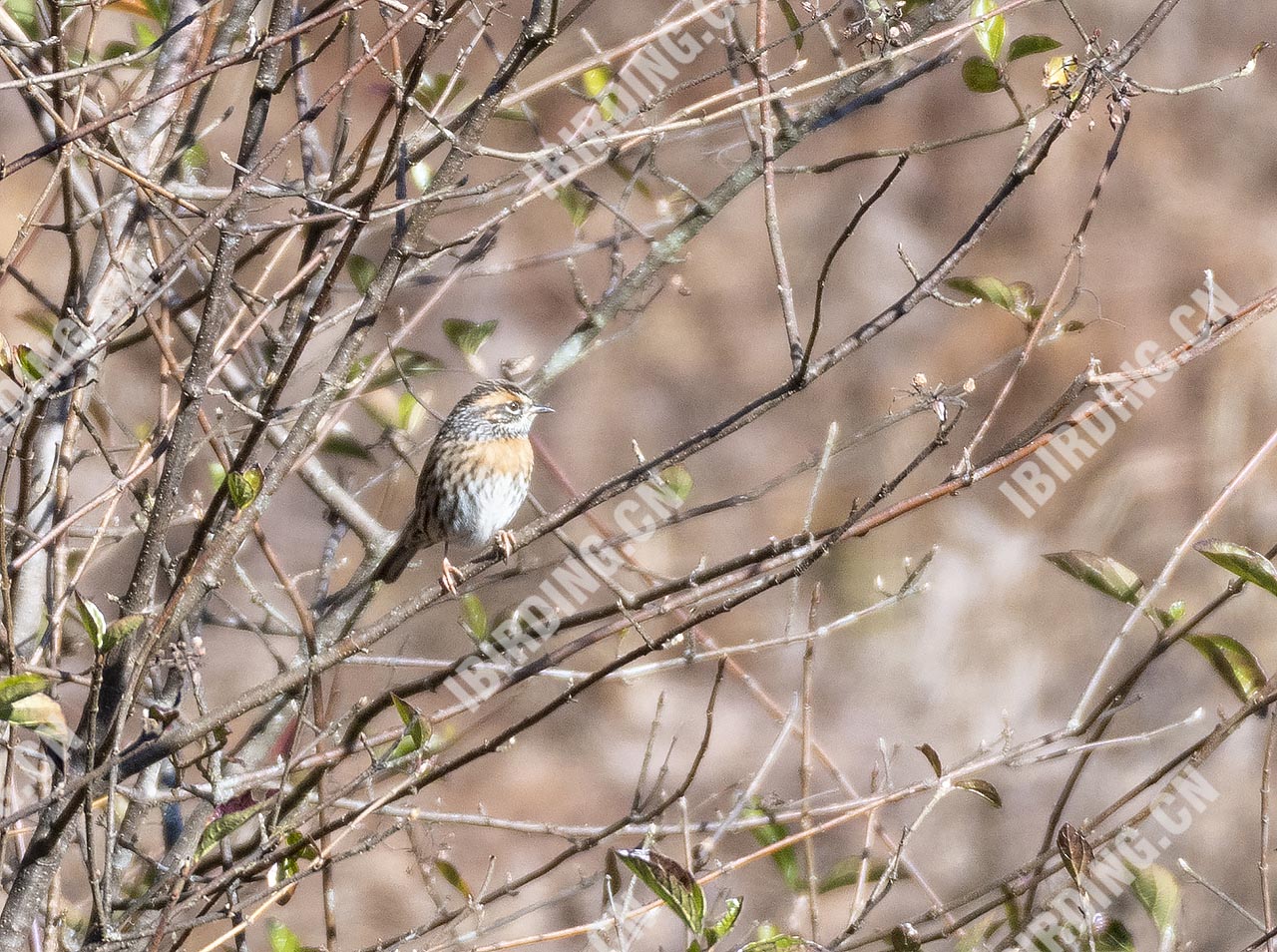 棕胸岩鹨 Rufous-breasted Accentor