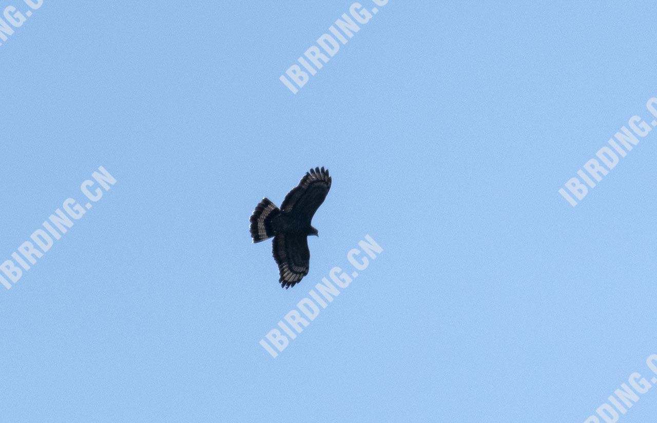 蛇雕 Crested Serpent-Eagle