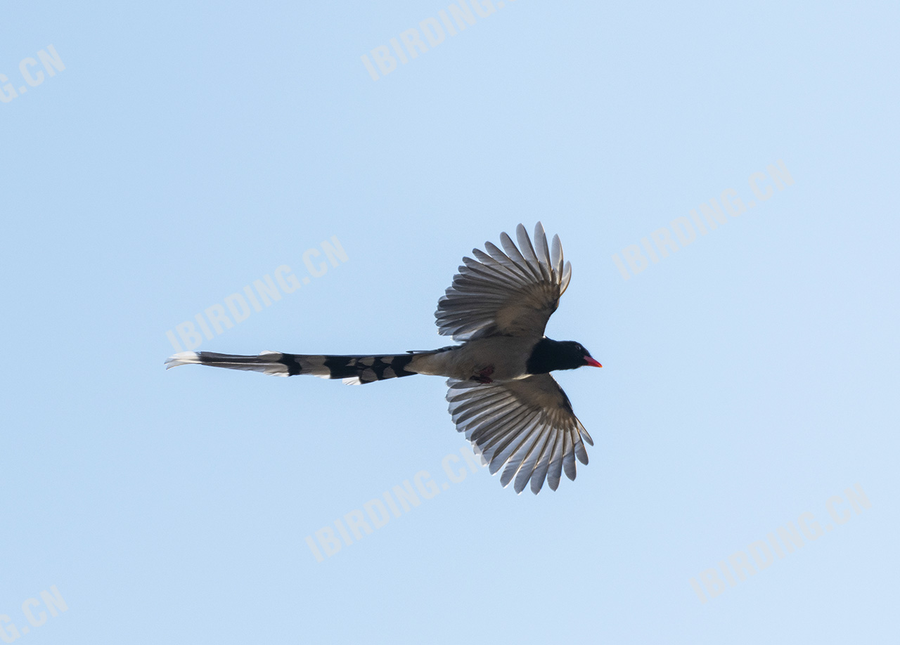 红嘴蓝鹊 Red-billed Blue Magpie