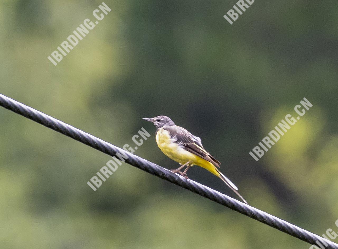 灰鹡鸰 Grey Wagtail