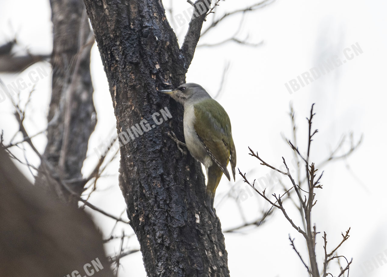 灰头绿啄木鸟 Grey-headed Woodpecker