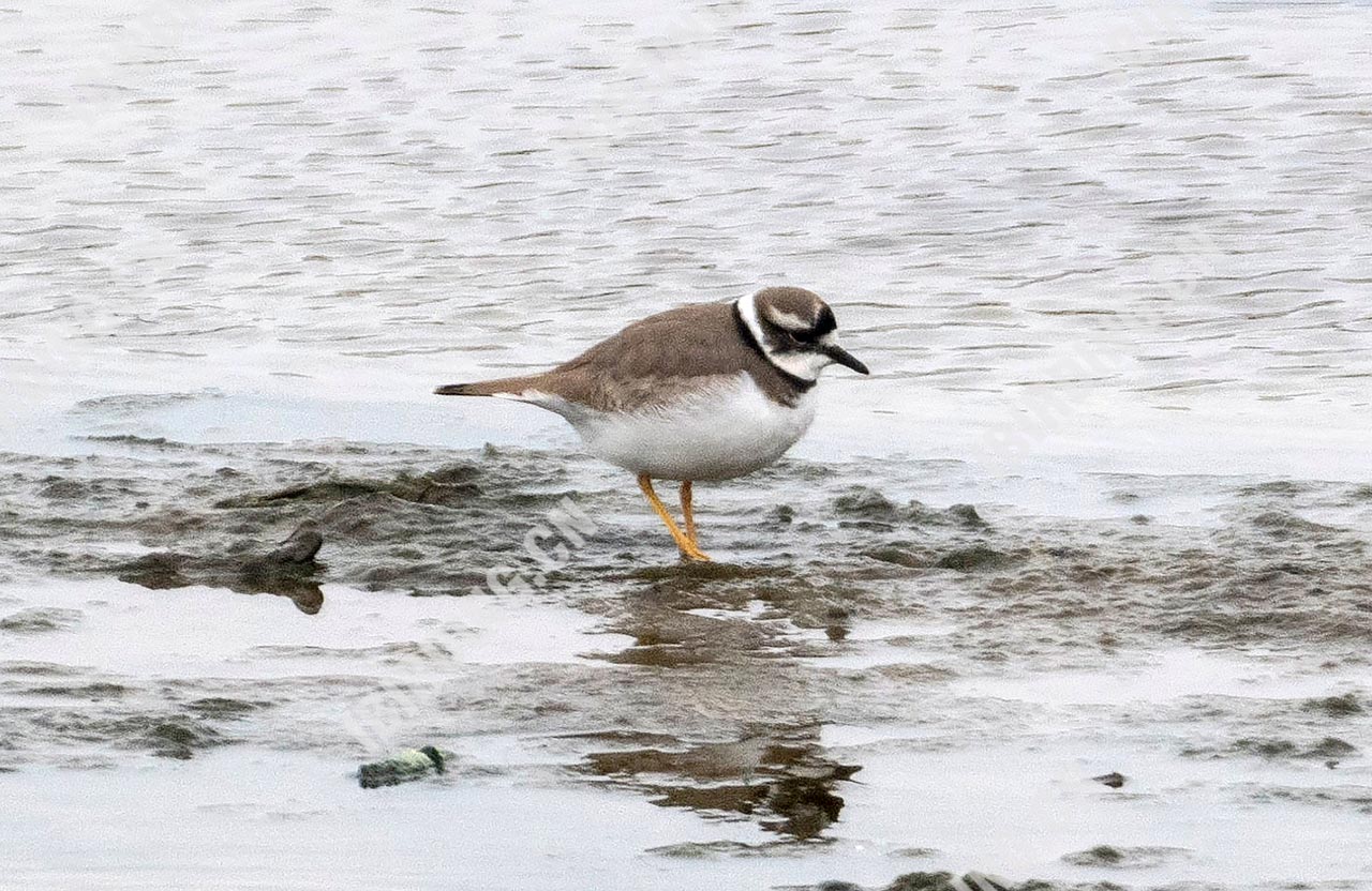 长嘴剑鸻 Long-billed Plover