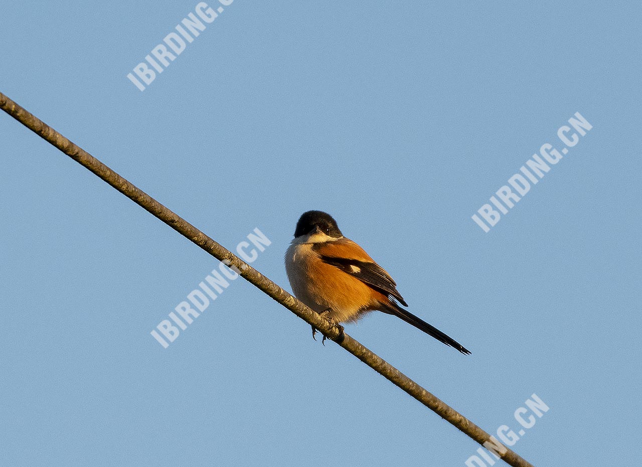 棕背伯劳 Long-tailed Shrike