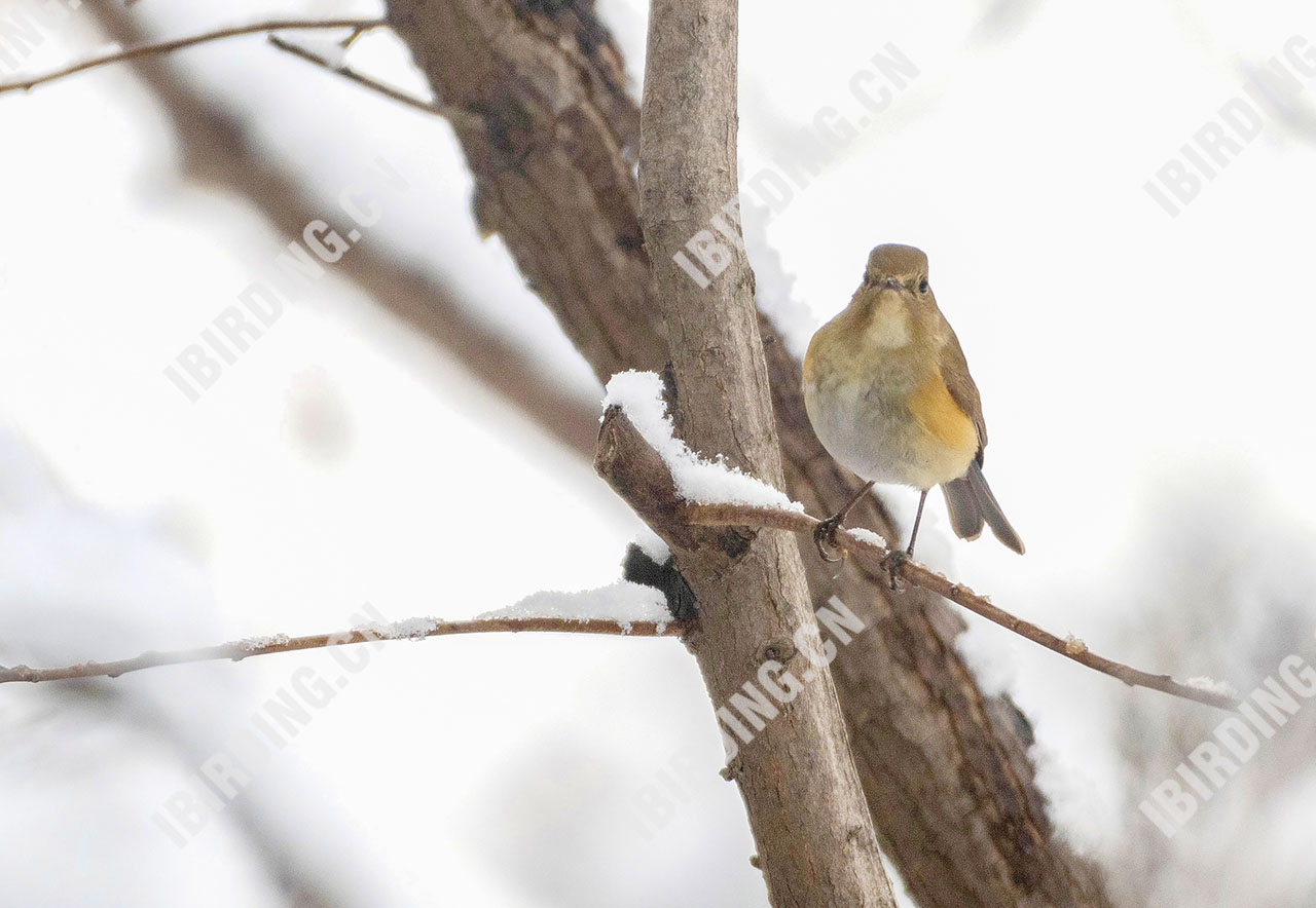 红胁蓝尾鸲 Orange-flanked Bush-Robin