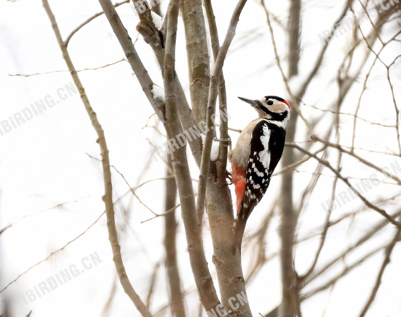 大斑啄木鸟 Great Spotted Woodpecker