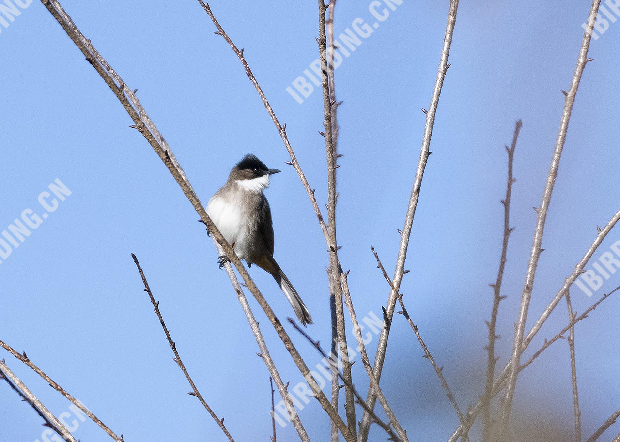 黄臀鹎 Brown-breasted Bulbul