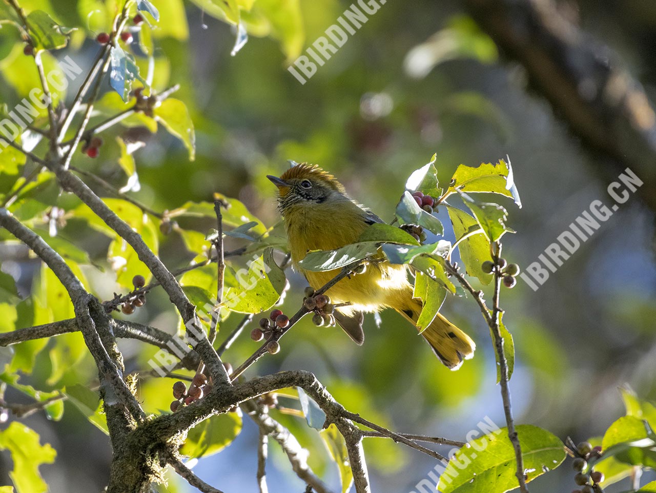 斑喉希鹛 Chestnut-tailed Minla