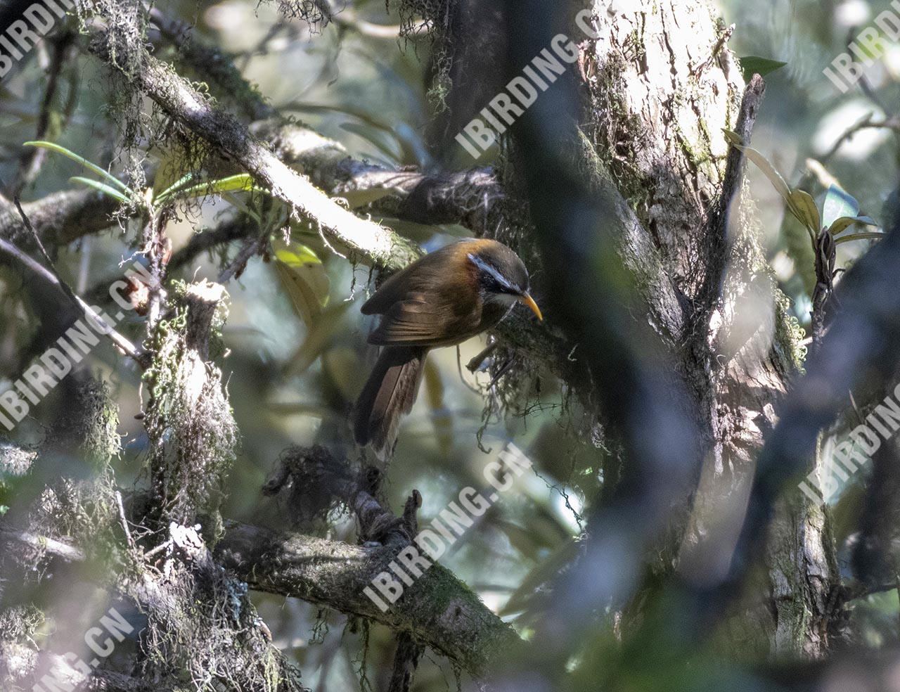 棕颈钩嘴鹛 Streak-breasted Scimitar Babbler