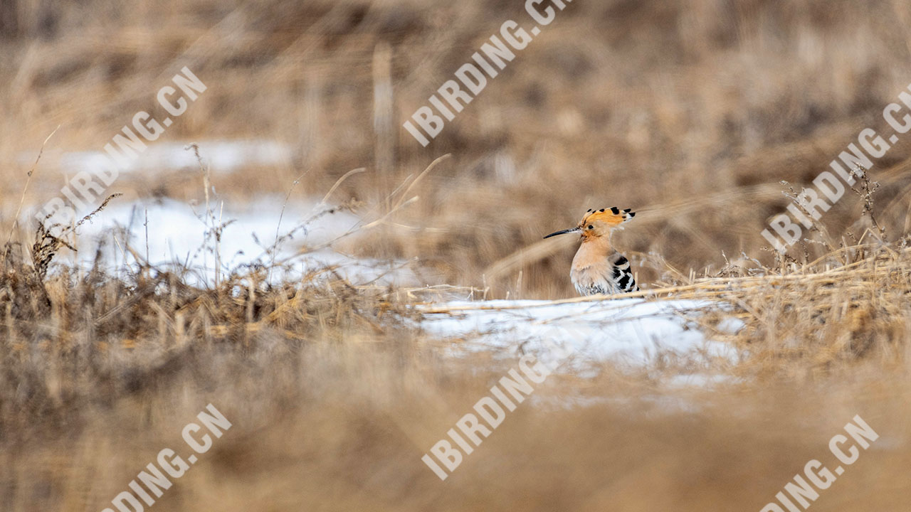 戴胜 Eurasian Hoopoe