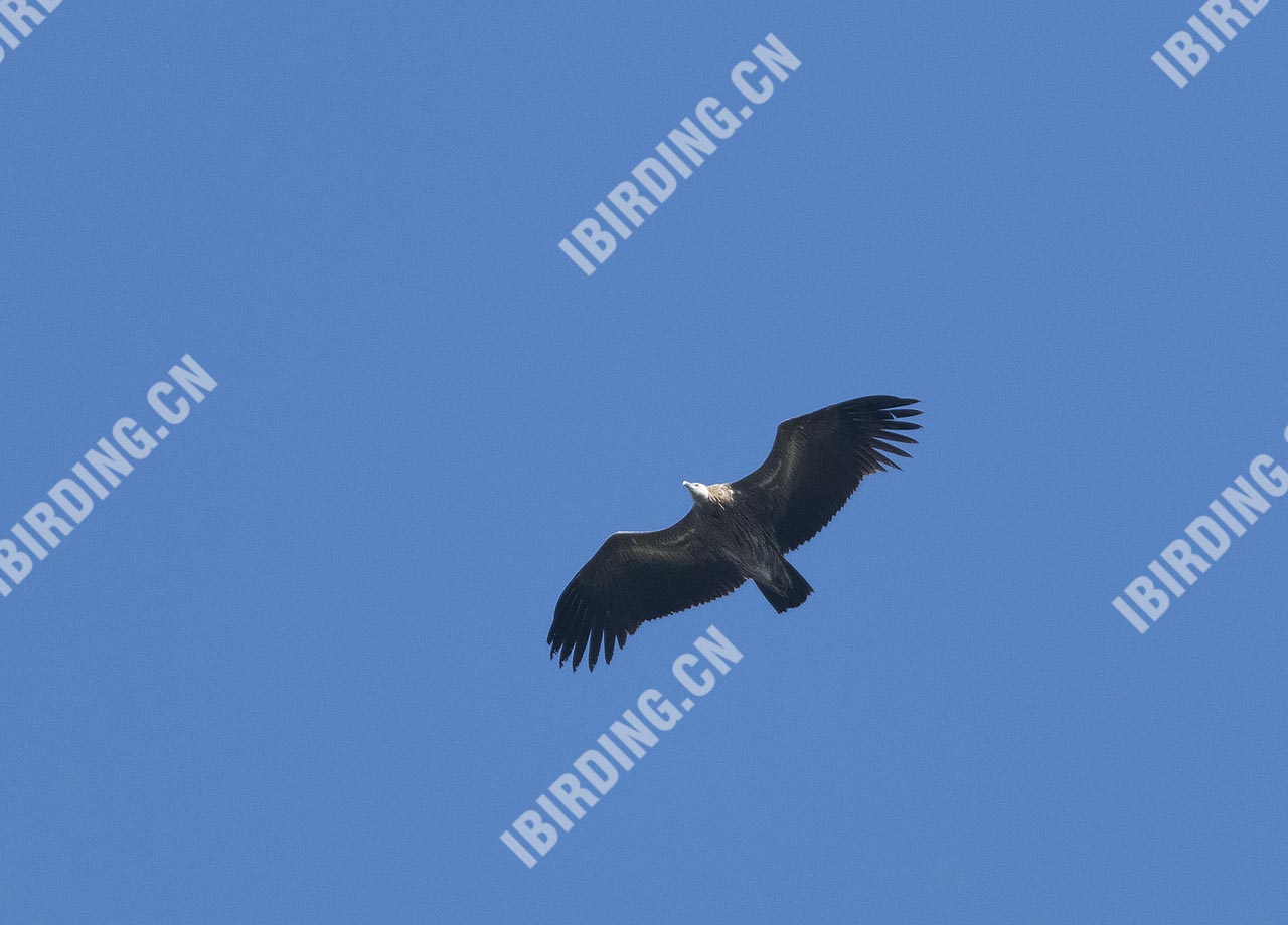 高山兀鹫 Himalayan Griffon