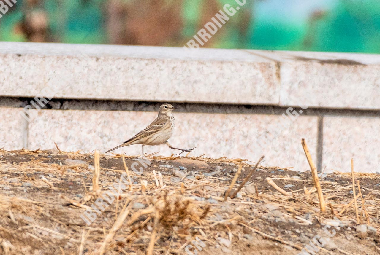 水鹨 Water Pipit