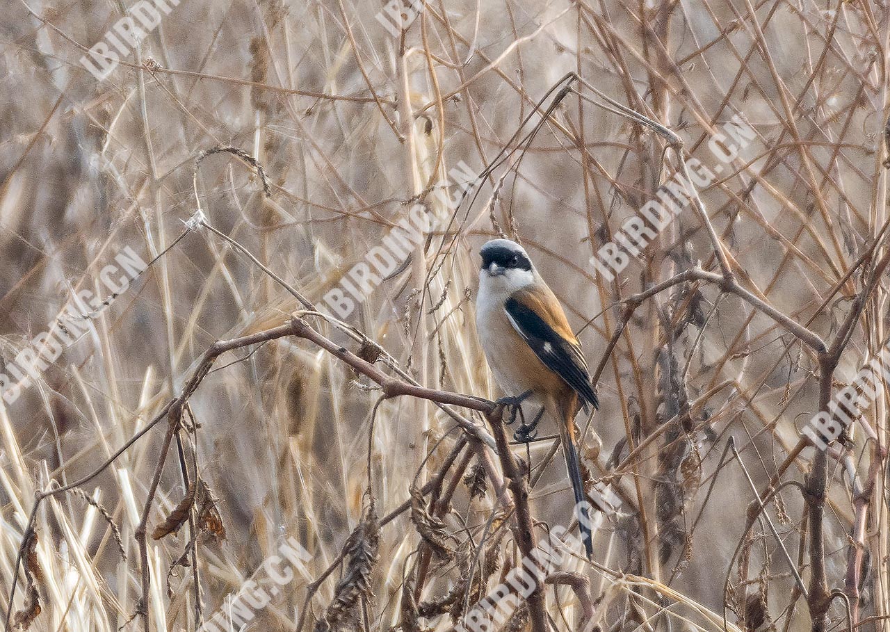 棕背伯劳 Long-tailed Shrike