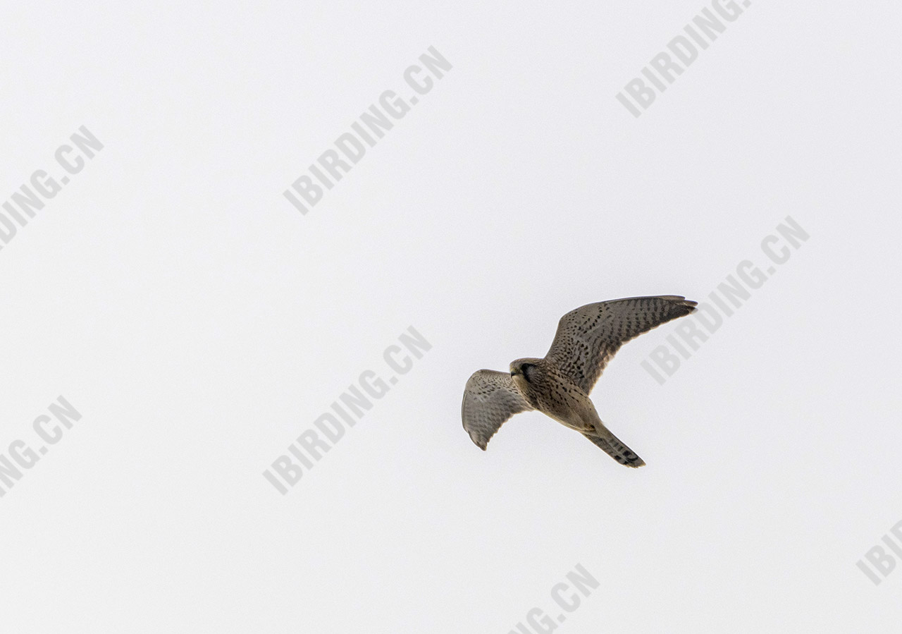 红隼 Common Kestrel