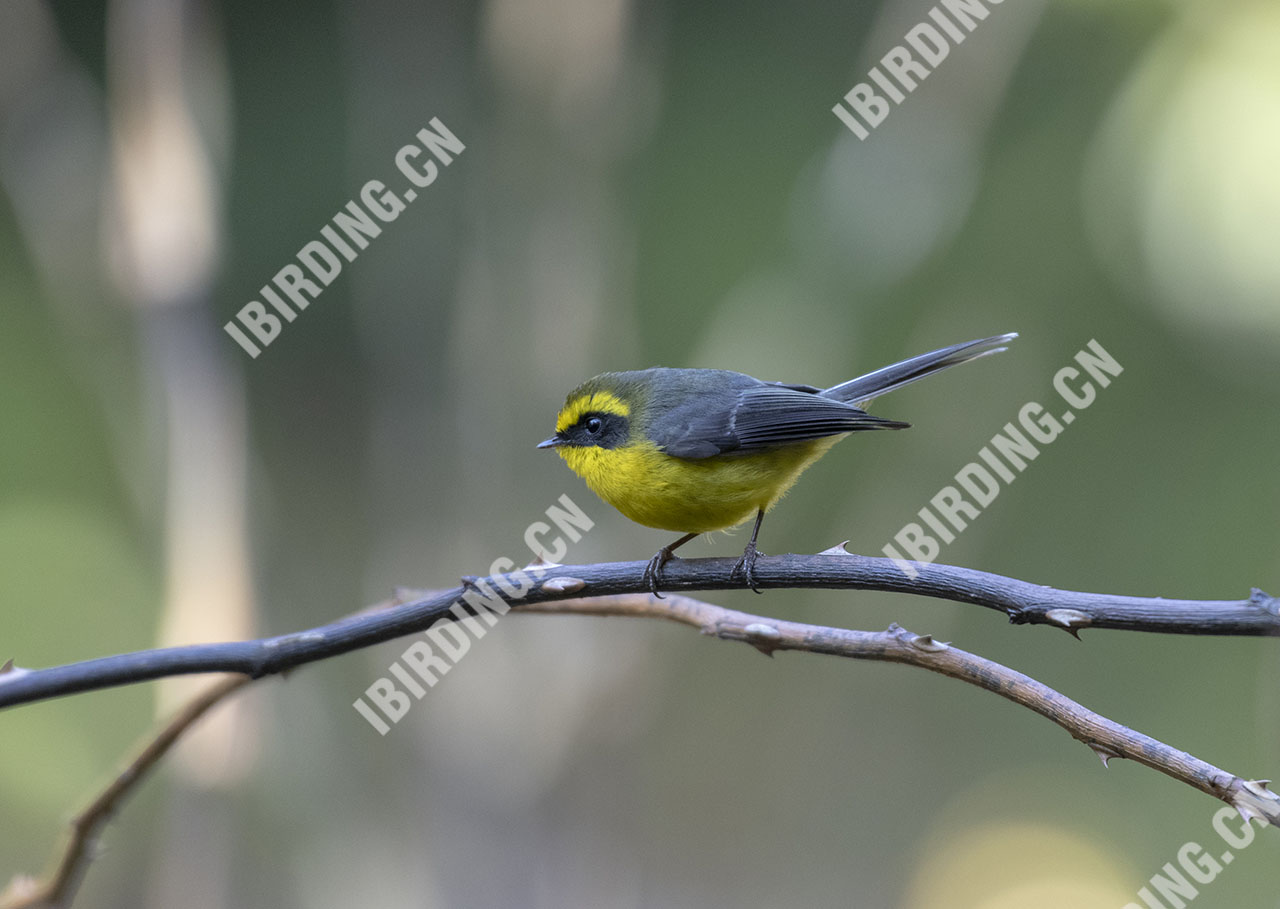 黄腹扇尾鹟 Yellow-bellied Fantail