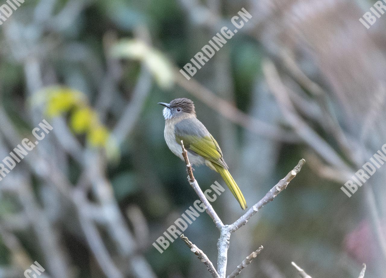 绿翅短脚鹎 Mountain Bulbul