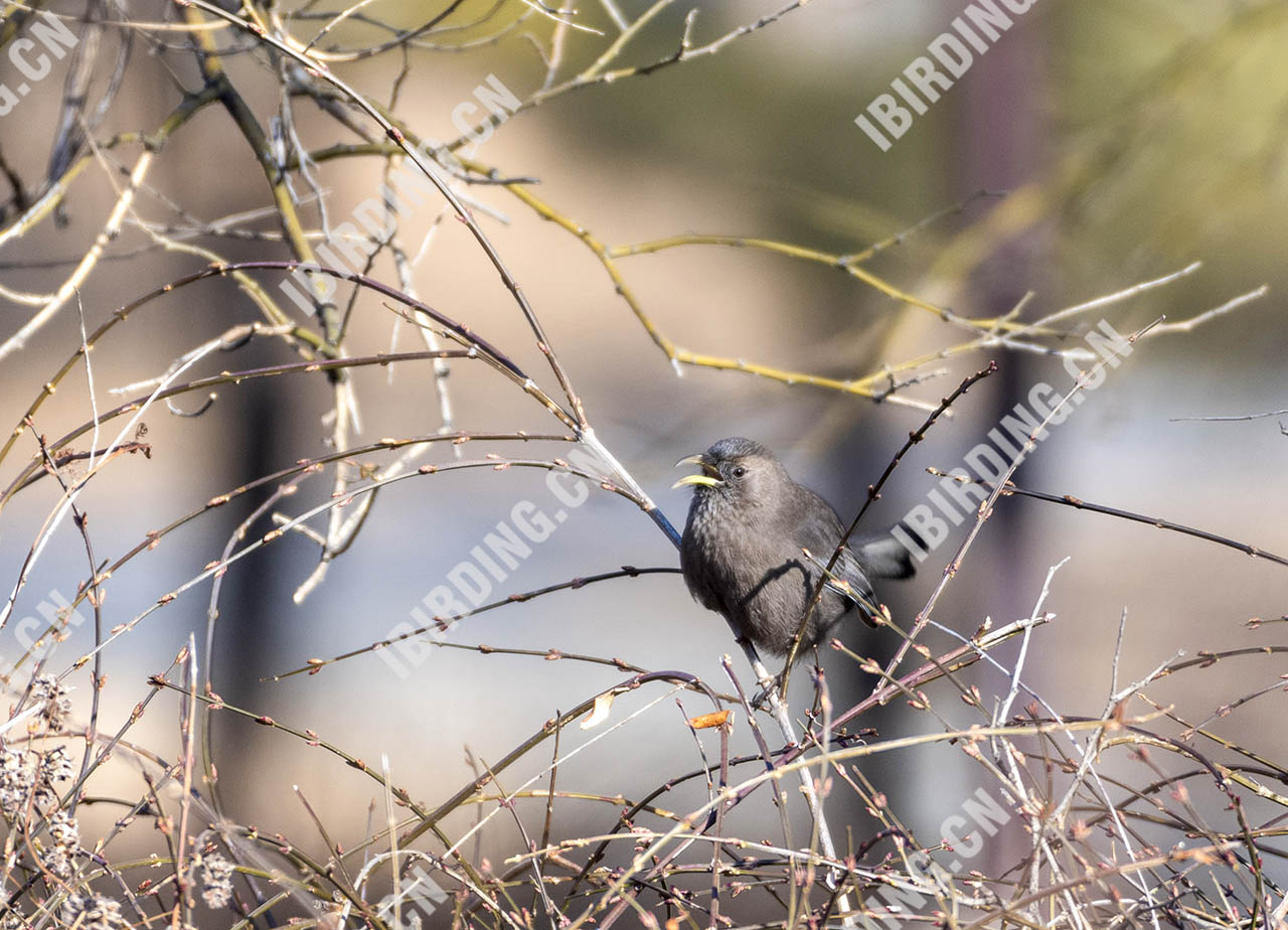 山噪鹛 Plain Laughingthrush