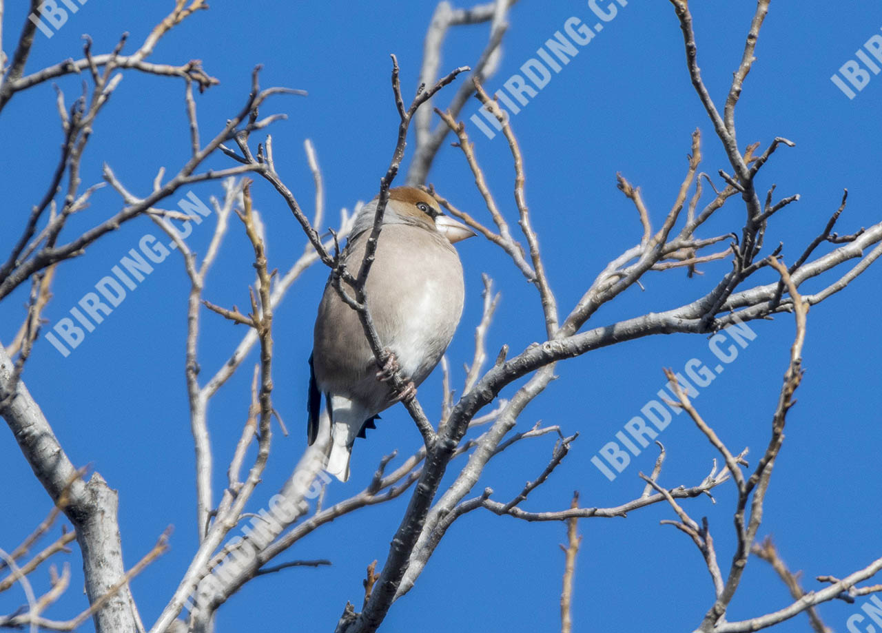 锡嘴雀 Hawfinch