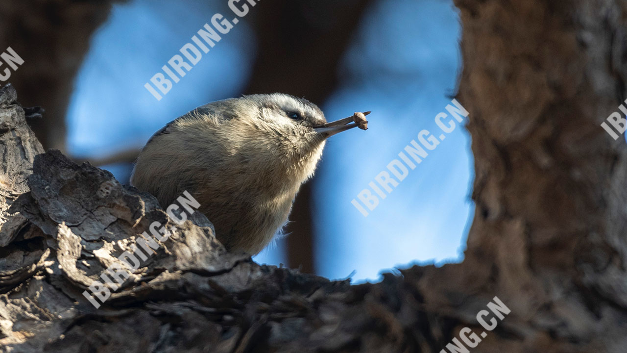 黑头䴓 Snowy-browed Nuthatch