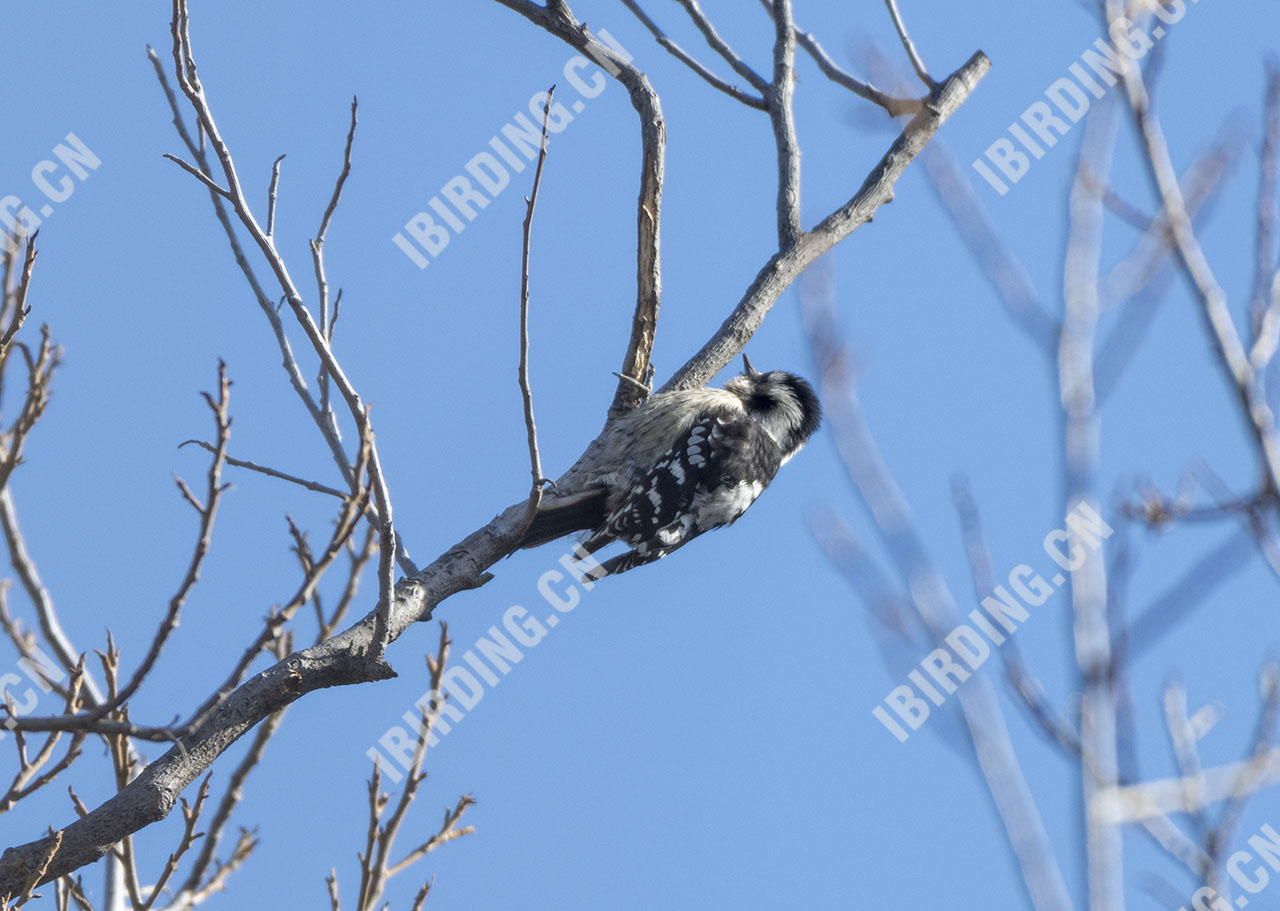 星头啄木鸟 Grey-capped Woodpecker