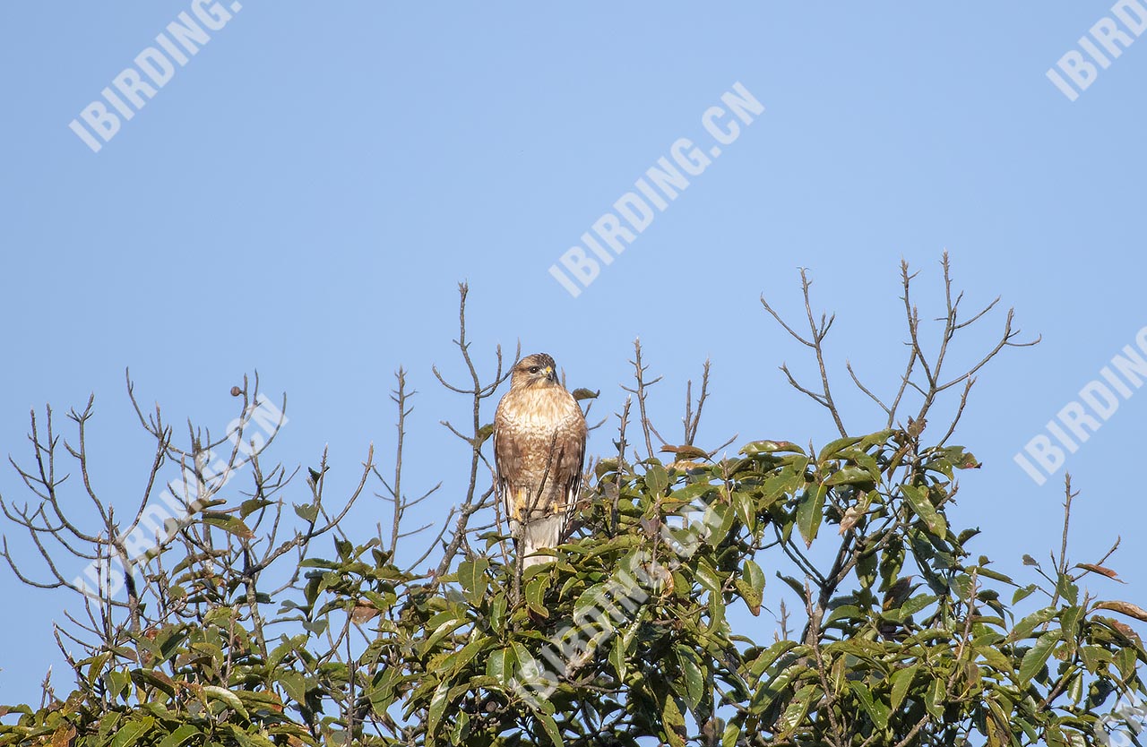 普通鵟 Common Buzzard