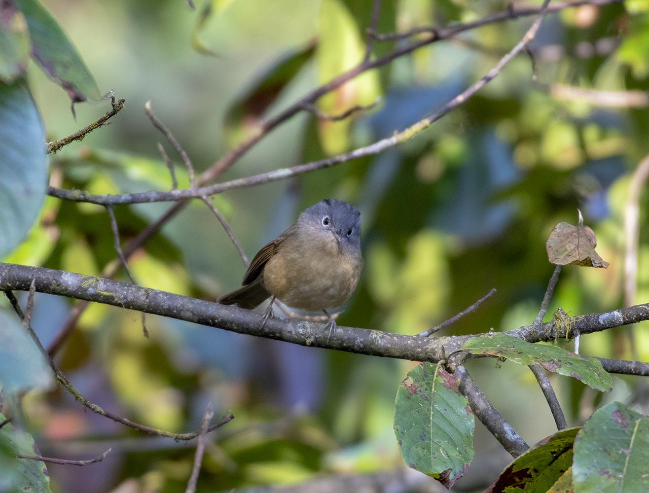 灰眶雀鹛 Grey-cheeked Fulvetta