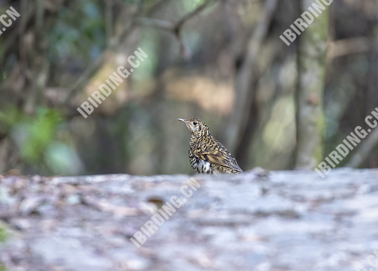 虎斑地鸫 Scaly Thrush