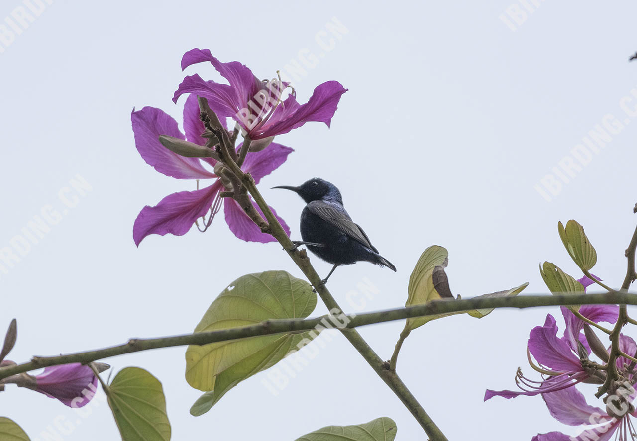 紫色花蜜鸟 Purple Sunbird