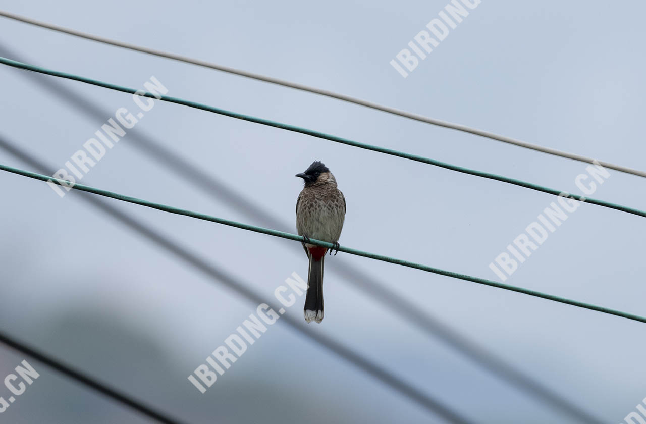 黑喉红臀鹎 Red-vented Bulbul