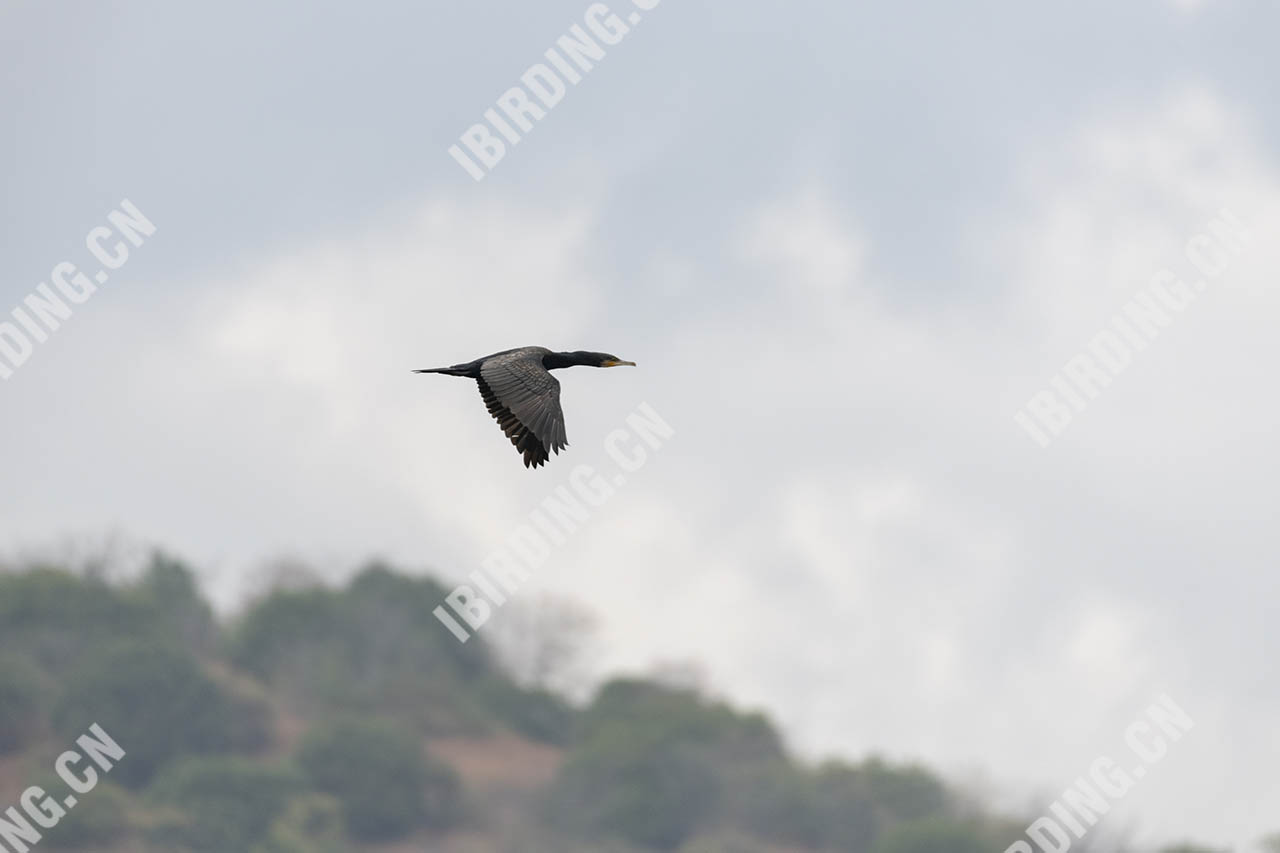 普通鸬鹚 Great Cormorant