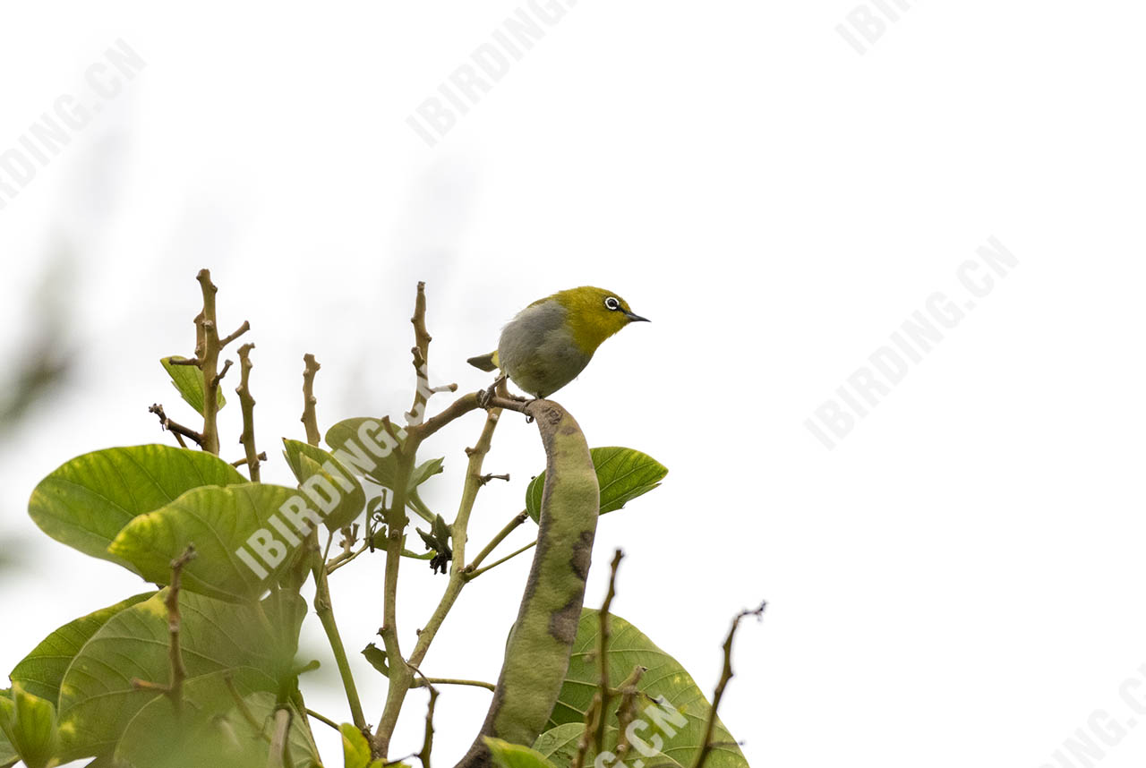 暗绿绣眼鸟 Japanese White-eye