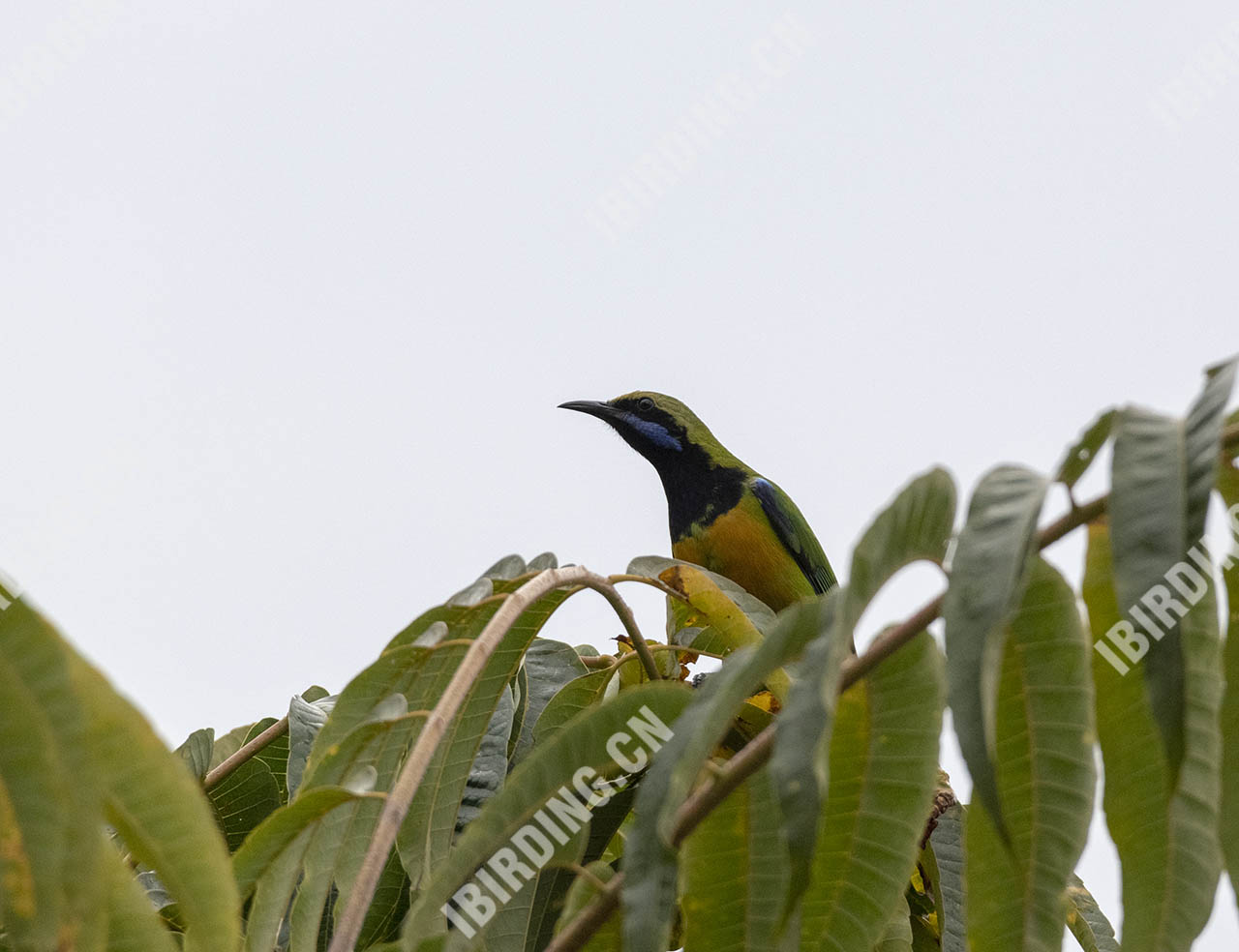 橙腹叶鹎 Orange-bellied Leafbird