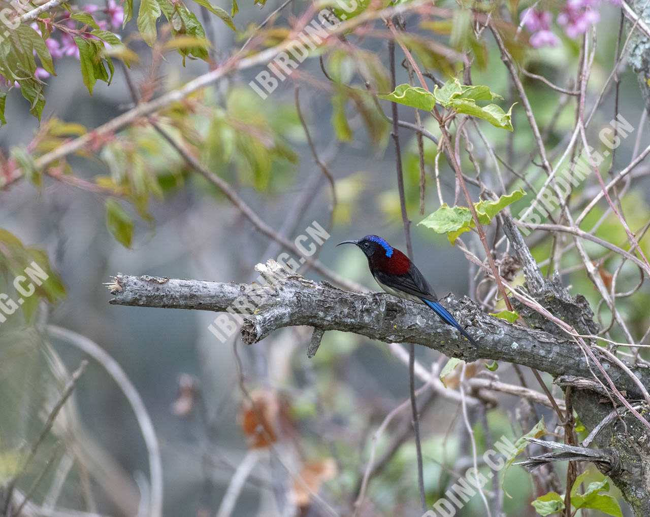 黑胸太阳鸟 Black-throated Sunbird