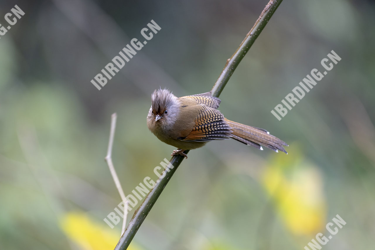 锈额斑翅鹛 Rusty-fronted Barwing