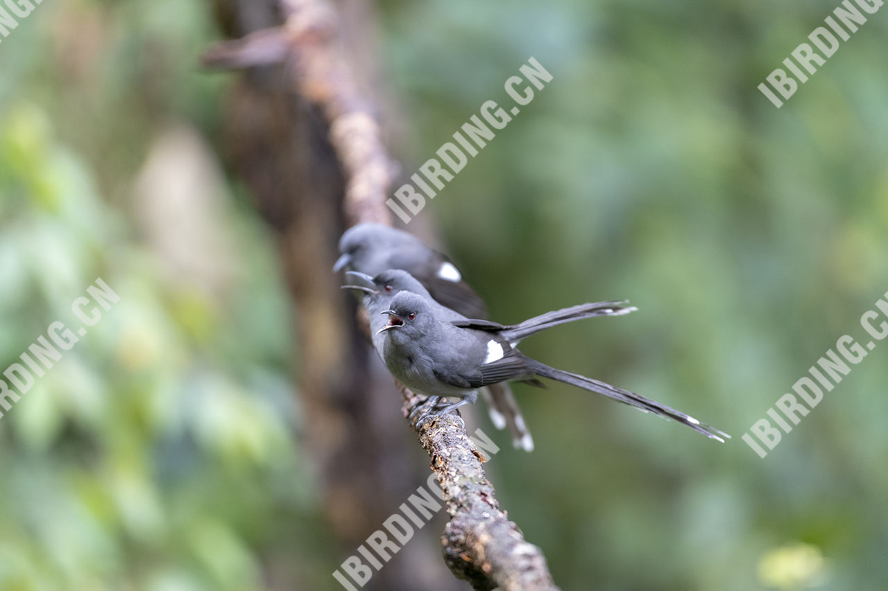 长尾奇鹛 Long-tailed Sibia